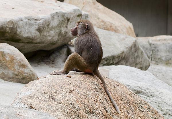 Beaux et adorables fonds d'écran bébé singe pour ordinateurs