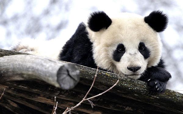 L'ensemble le plus mignon de fonds d'écran panda pour ordinateurs