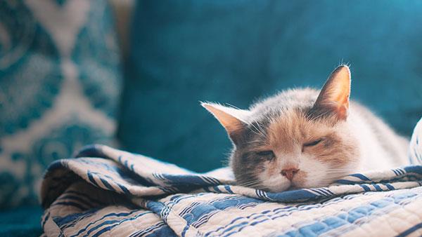 Die süßesten und bezauberndsten Katzentapeten