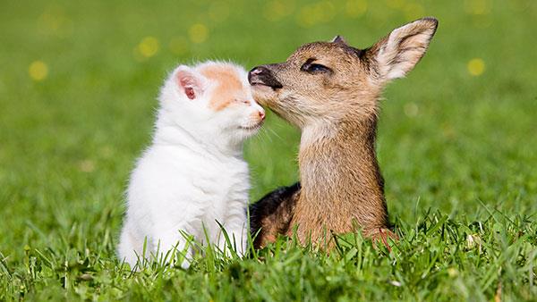 Gli sfondi di animali più carini, divertenti e divertenti