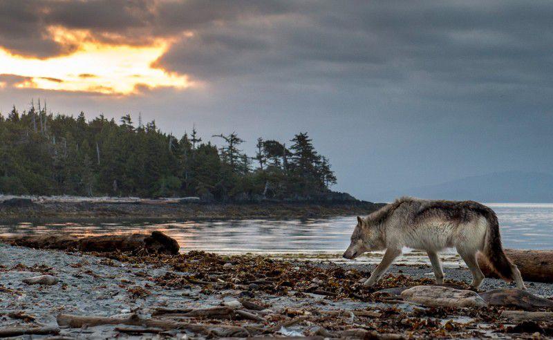 Fonds d'écran de loup Full HD pour ordinateurs