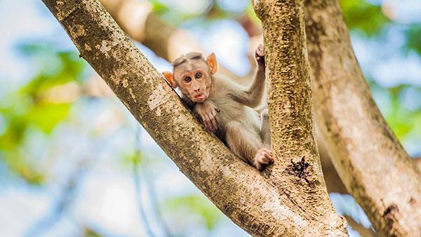 Beaux et adorables fonds d'écran bébé singe pour ordinateurs