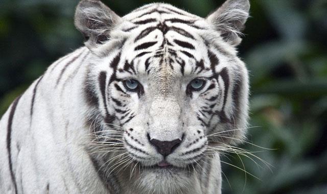 Très beaux fonds d'écran de tigre pour ordinateurs, fonds d'écran de tigre pour ordinateurs portables