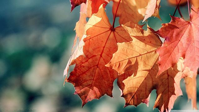 Beaux fonds d'écran de feuilles d'érable, feuilles d'érable d'automne pour ordinateurs et ordinateurs portables