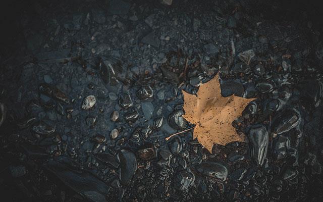 Beaux fonds d'écran de feuilles d'érable, feuilles d'érable d'automne pour ordinateurs et ordinateurs portables