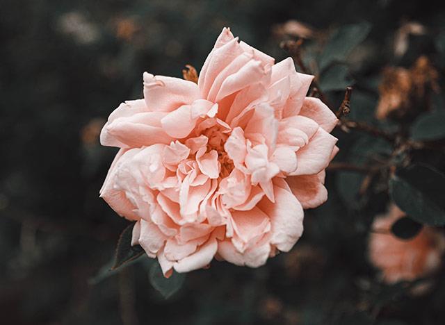 Fonds d'écran de pivoine, belles photos de pivoine