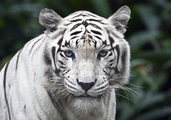 Très beaux fonds d'écran de tigre pour ordinateurs, fonds d'écran de tigre pour ordinateurs portables