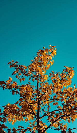 Fonds d'écran de feuilles pour ordinateurs, photos de feuilles pour téléphones