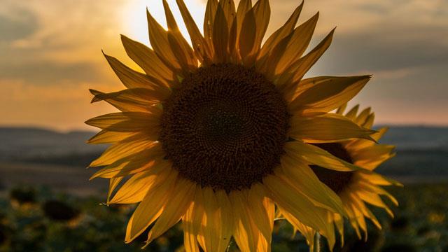 Collection de magnifiques fonds d'écran et images de tournesol