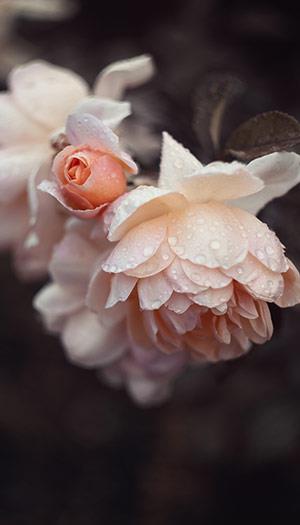 Fonds d'écran de pivoine, belles photos de pivoine