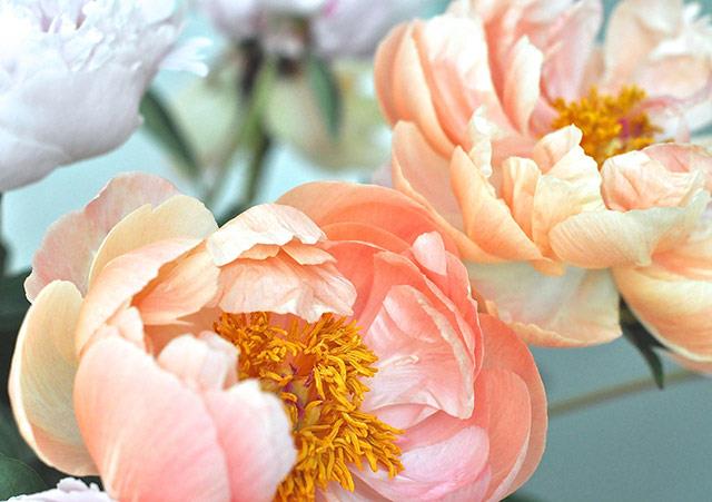 Fonds d'écran de pivoine, belles photos de pivoine