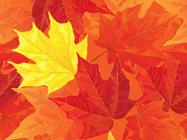 Beaux fonds d'écran de feuilles d'érable, feuilles d'érable d'automne pour ordinateurs et ordinateurs portables