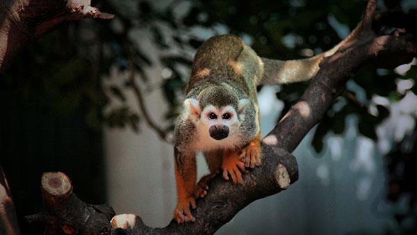 Beaux et adorables fonds d'écran bébé singe pour ordinateurs