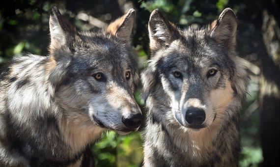 Fonds d'écran de loup Full HD pour ordinateurs