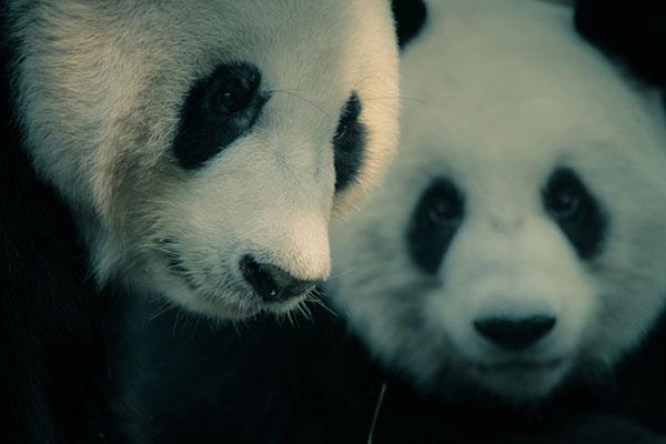 L'ensemble le plus mignon de fonds d'écran panda pour ordinateurs