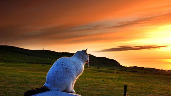 Les fonds d'écran de chats les plus mignons et les plus adorables