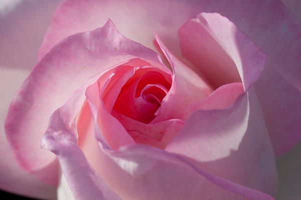 200 magnifiques fonds d'écran de roses pour votre ordinateur