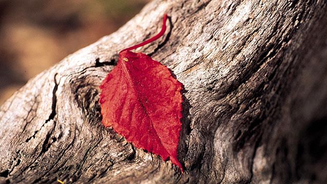 Beaux fonds d'écran de feuilles d'érable, feuilles d'érable d'automne pour ordinateurs et ordinateurs portables