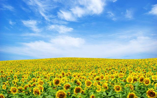 Raccolta di bellissimi sfondi e immagini di girasoli