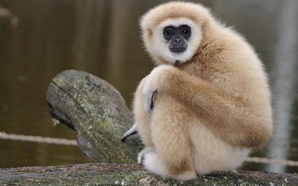 Beaux et adorables fonds d'écran bébé singe pour ordinateurs