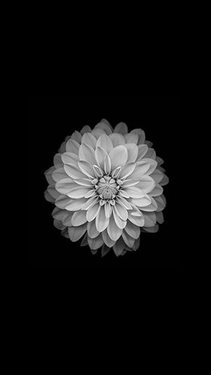 Photo de chrysanthème blanc, belle image de chrysanthème blanc