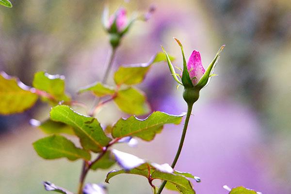 Collection des plus belles images de fleurs