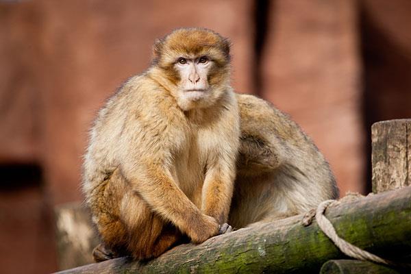 Beaux et adorables fonds d'écran bébé singe pour ordinateurs