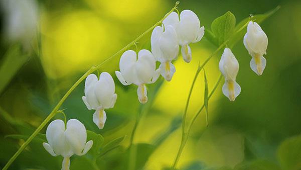 Sammlung der schönsten Blumenbilder