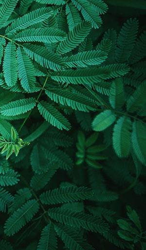 Fonds d'écran de feuilles pour ordinateurs, photos de feuilles pour téléphones