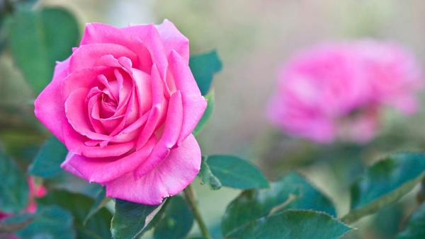 200 magnifiques fonds d'écran de roses pour votre ordinateur