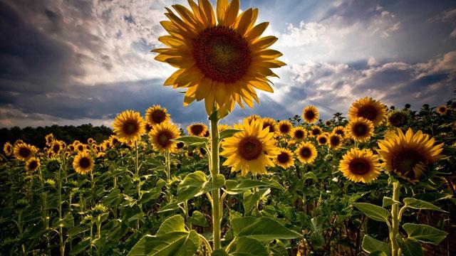 Collection de magnifiques fonds d'écran et images de tournesol