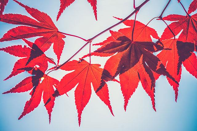 Beaux fonds d'écran de feuilles d'érable, feuilles d'érable d'automne pour ordinateurs et ordinateurs portables