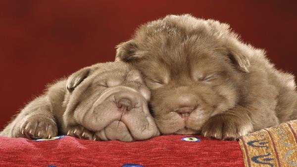 Les fonds d'écran d'animaux les plus mignons, les plus drôles et les plus drôles