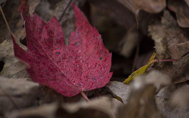 Beaux fonds d'écran de feuilles d'érable, feuilles d'érable d'automne pour ordinateurs et ordinateurs portables