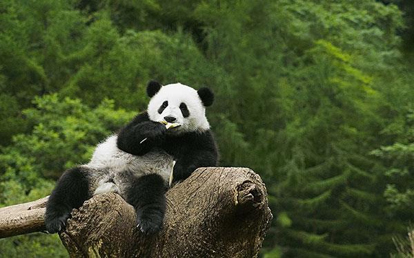 Il set più carino di sfondi panda per computer