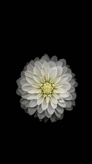 Photo de chrysanthème blanc, belle image de chrysanthème blanc