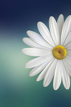 Photo de chrysanthème blanc, belle image de chrysanthème blanc