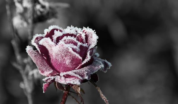 200 magnifiques fonds d'écran de roses pour votre ordinateur