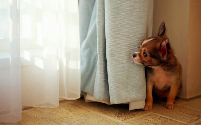 Set bezaubernder Hunde-Hintergrundbilder für Computer