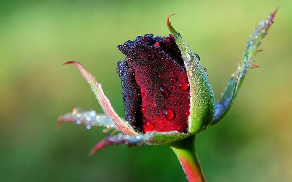 200 magnifiques fonds d'écran de roses pour votre ordinateur