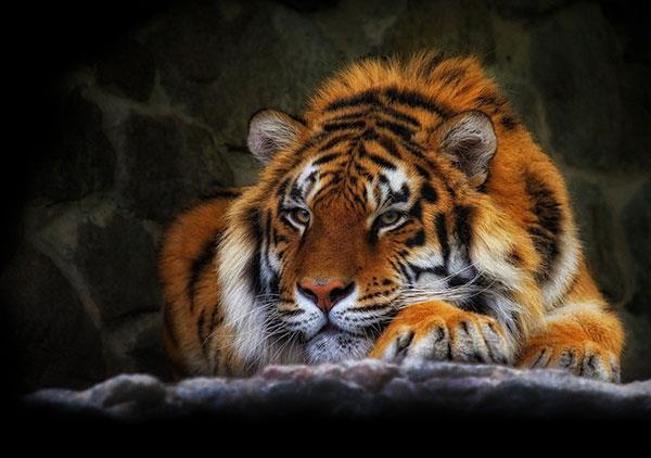 Très beaux fonds d'écran de tigre pour ordinateurs, fonds d'écran de tigre pour ordinateurs portables