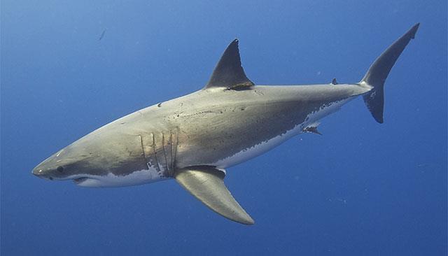 Fond d'écran de requin mignon, images de fond d'écran de requin mignon