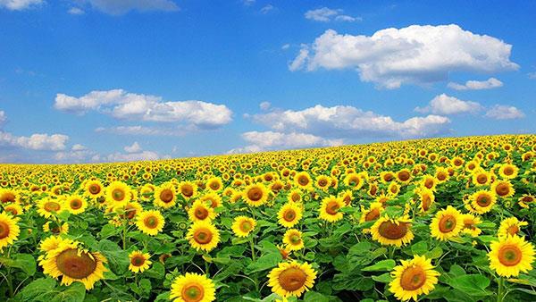 Sammlung der schönsten Blumenbilder