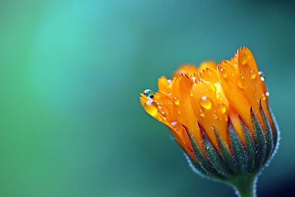 Sammlung der schönsten Blumenbilder