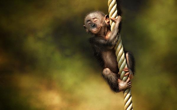 Beaux et adorables fonds d'écran bébé singe pour ordinateurs