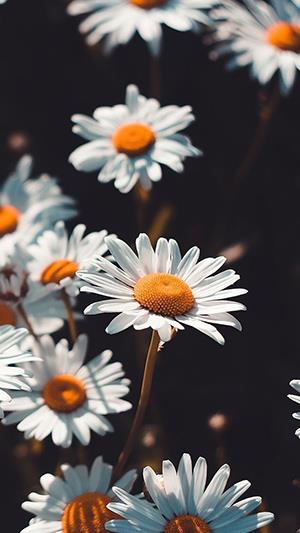 Photo de chrysanthème blanc, belle image de chrysanthème blanc