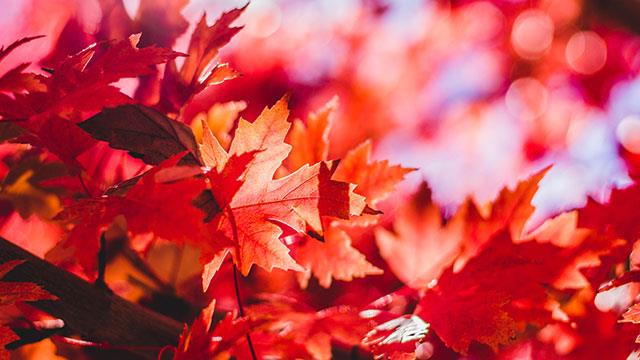 Fonds d'écran de feuilles pour ordinateurs, photos de feuilles pour téléphones