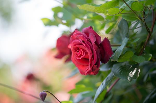 200 magnifiques fonds d'écran de roses pour votre ordinateur