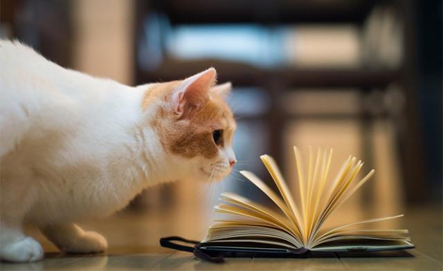 Collection des plus beaux fonds d'écran de livres pour ordinateurs