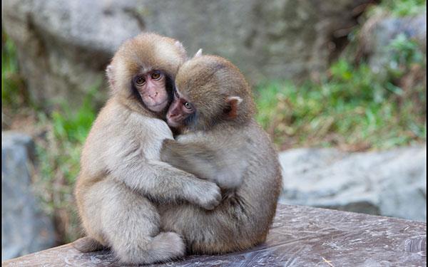 Bellissimi e adorabili sfondi di scimmiette per computer